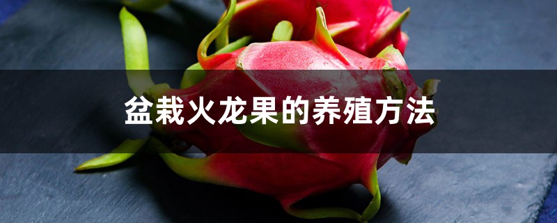 盆栽火龙果的养殖方法，如何快速生根