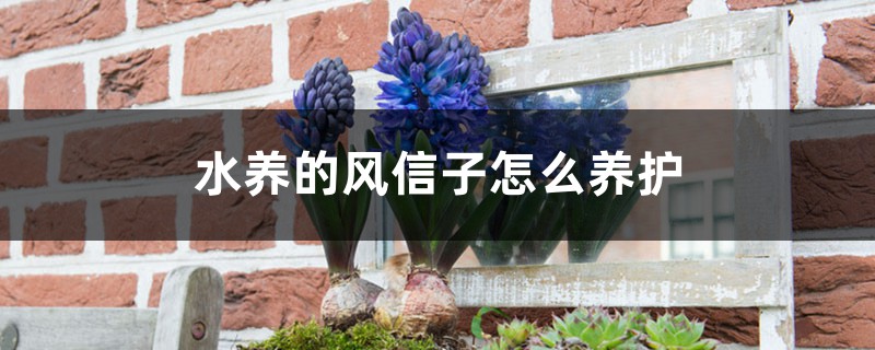 水养的风信子怎么养护,风信子水养好吗 水养的风信子怎么养护,风信子水养好吗