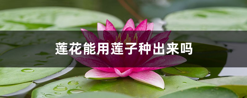 莲花能用莲子种出来吗，如何用莲子种莲花