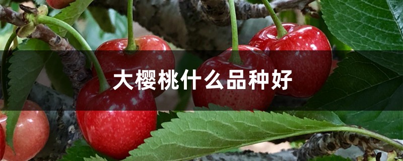 大樱桃什么品种好,大樱桃品种介绍 大樱桃什么品种好,大樱桃品种介绍