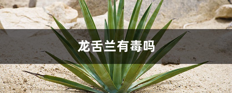 龙舌兰有毒吗,龙舌兰有什么作用 龙舌兰有毒吗,龙舌兰有什么作用