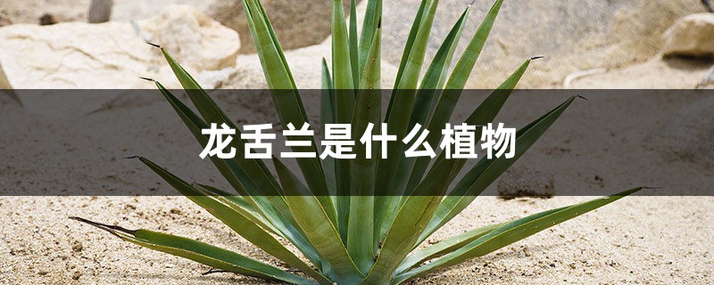龙舌兰是什么植物,龙舌兰是芦荟吗 龙舌兰是什么植物,龙舌兰是芦荟吗