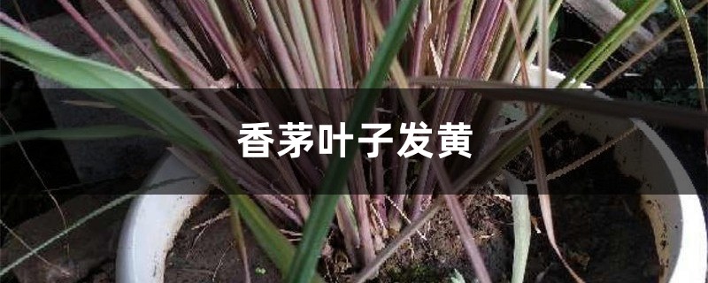 香茅黄叶的原因和处理办法