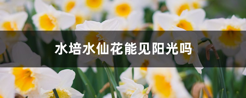 水培水仙花能见阳光吗，水仙花其他养护方法