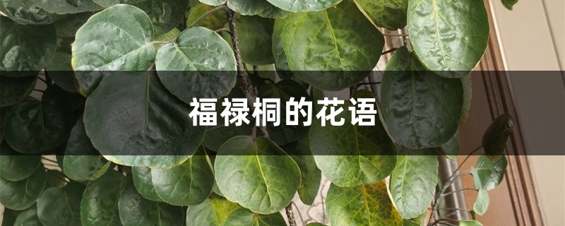 福禄桐的花语和寓意，送人有什么禁忌