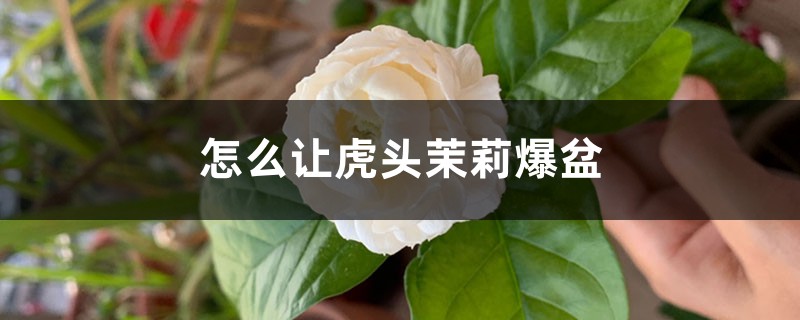 怎么让虎头茉莉爆盆，怎样才能多开花