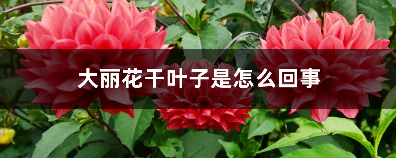 大丽花干叶子是怎么回事 大丽花干叶子是怎么回事
