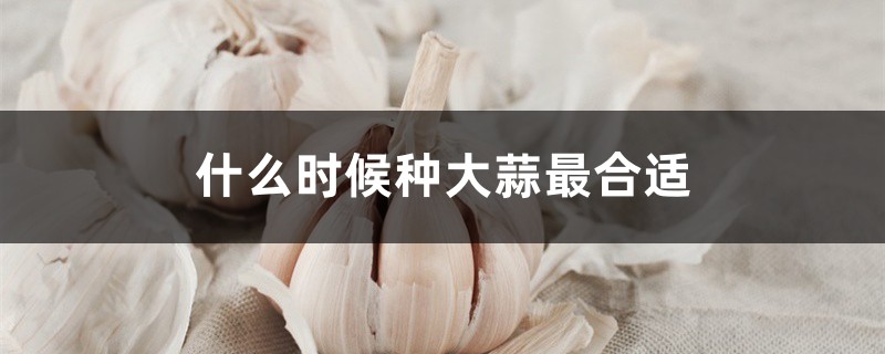 什么时候种大蒜最合适 什么时候种大蒜最合适