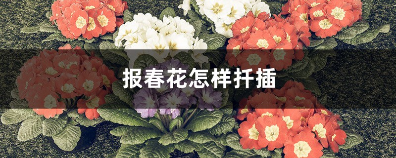 报春花怎样扦插