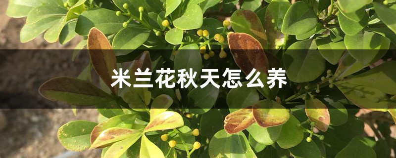 米兰花秋天怎么养