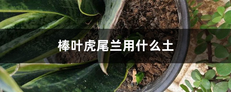 棒叶虎尾兰用什么土