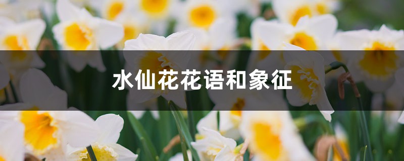 水仙花花语和象征，送水仙花代表什么含义