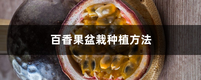 百香果盆栽种植方法（技巧和图解）