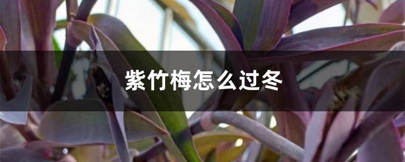 紫竹梅怎么过冬，冬天会落叶吗