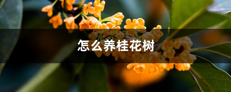 怎么养桂花树