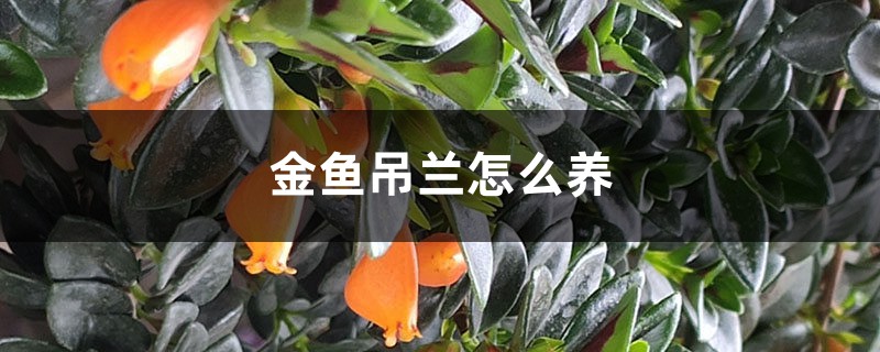 金鱼吊兰怎么养