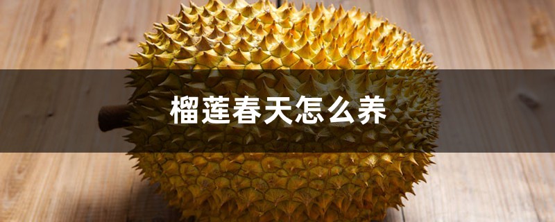 榴莲春天怎么养