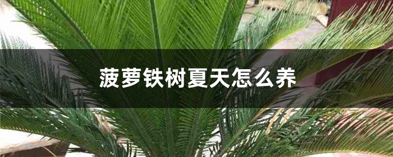 菠萝铁树夏天怎么养