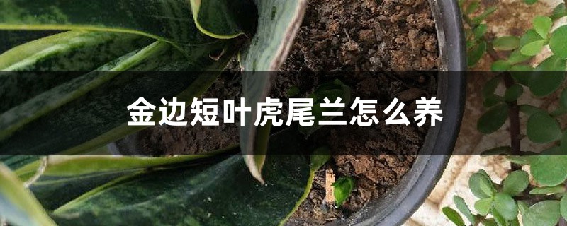 金边短叶虎尾兰怎么养