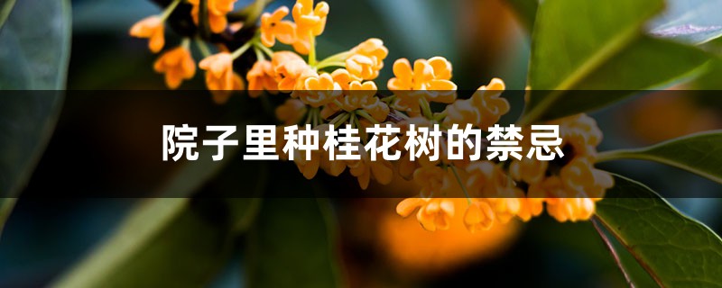 院子里种桂花树好吗，栽在院子什么位置