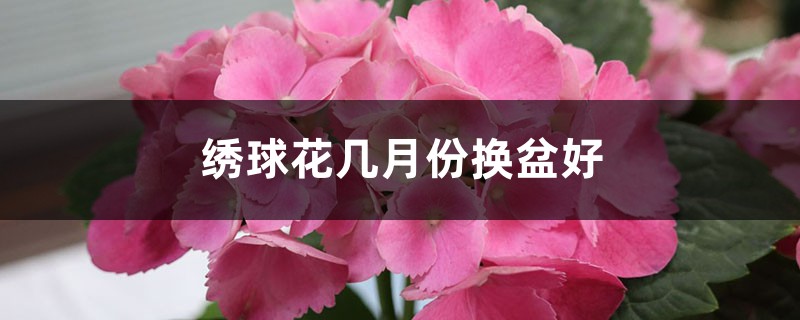 绣球花几月份换盆好,换盆注意事项 绣球花几月份换盆好,换盆注意事项