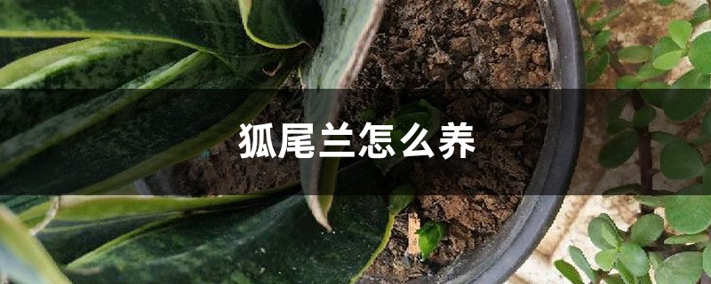 虎尾兰怎么养,有什么注意事项 虎尾兰怎么养,有什么注意事项