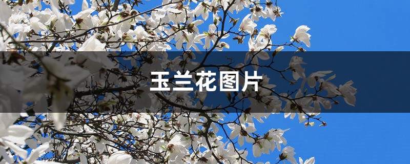 玉兰花图片（形态特征和养护方法简介）