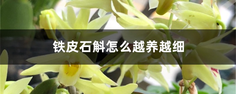 铁皮石斛怎么越养越细 铁皮石斛怎么越养越细