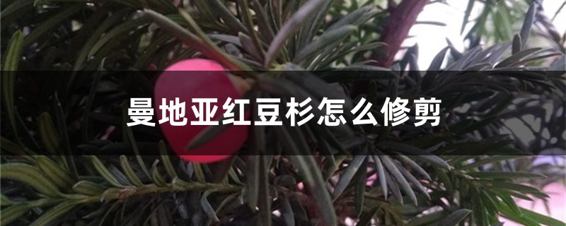 曼地亚红豆杉怎么修剪 曼地亚红豆杉怎么修剪