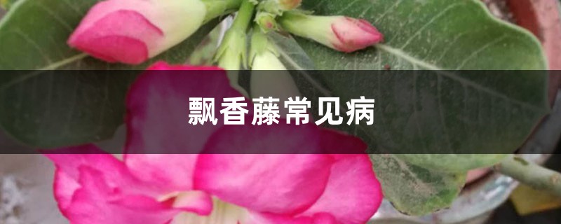 飘香藤常见病