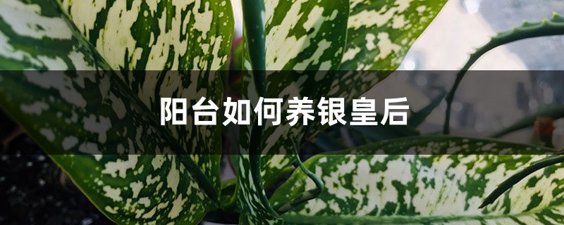 阳台如何养银皇后，需要注意什么