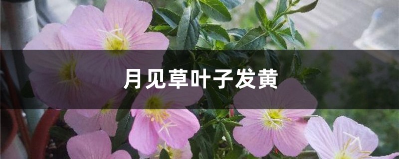 月见草黄叶的原因和处理办法