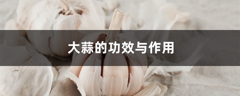 大蒜的功效与作用,生吃大蒜有什么好处 大蒜的功效与作用,生吃大蒜有什么好处