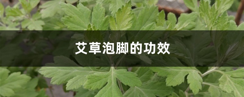 艾草泡脚的功效,艾草泡脚的禁忌 艾草泡脚的功效,艾草泡脚的禁忌