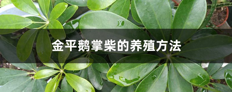 金平鹅掌柴的养殖方法 金平鹅掌柴的养殖方法
