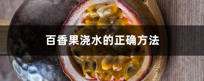 百香果浇水的正确方法,浇水多会怎么样 百香果浇水的正确方法,浇水多会怎么样