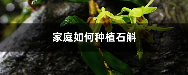 家庭如何种植石斛，在北方怎么过冬