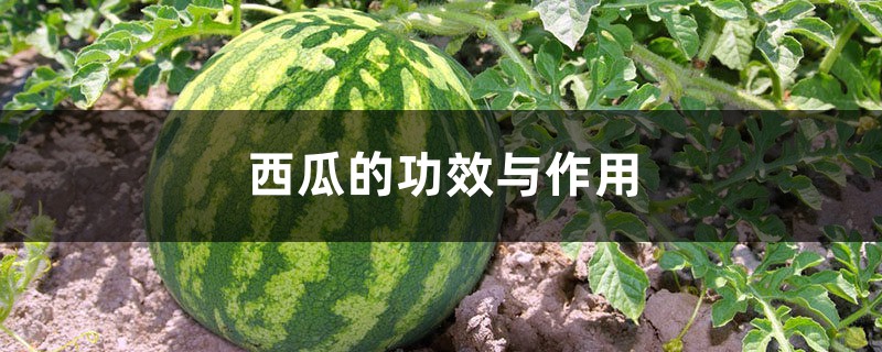 西瓜的功效作用与营养价值 西瓜的功效作用与营养价值