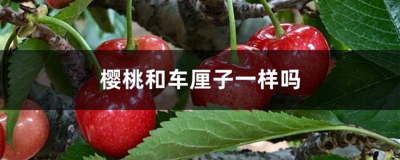 樱桃和车厘子一样吗,有什么区别 樱桃和车厘子一样吗,有什么区别