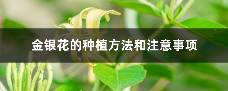 金银花的种植方法和注意事项,每亩种植多少株 金银花的种植方法和注意事项,每亩种植多少株