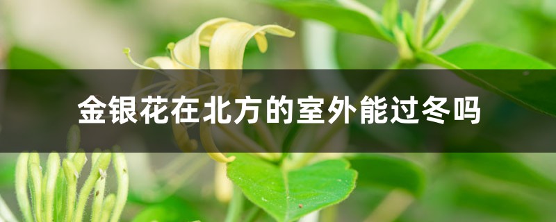 金银花在北方的室外能过冬吗,北方户外如何过冬 金银花在北方的室外能过冬吗,北方户外如何过冬
