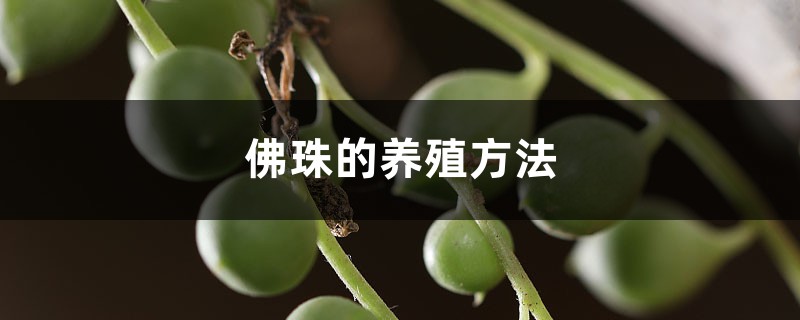 佛珠的养殖方法和注意事项 佛珠的养殖方法和注意事项