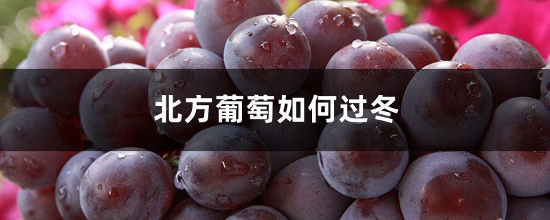 北方葡萄如何过冬，过冬注意事项