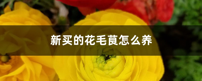 新买的花毛茛怎么养