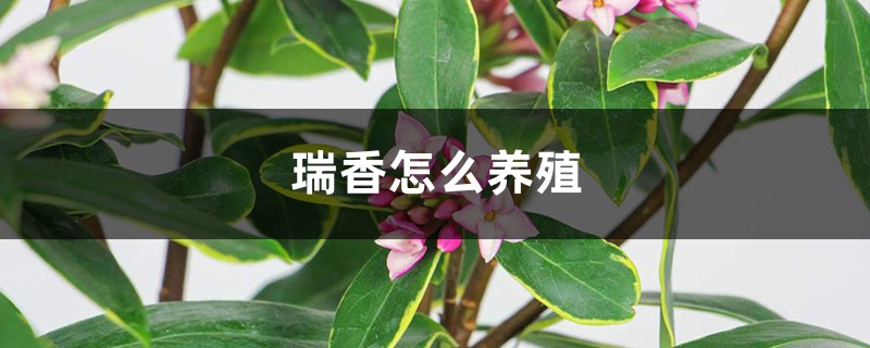 瑞香怎么养殖