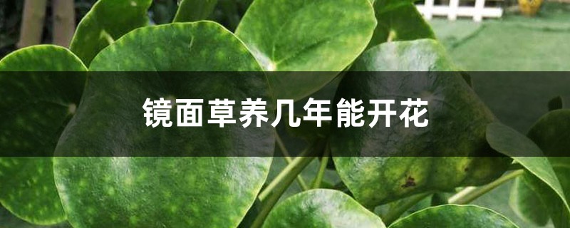 镜面草养几年能开花,开花是什么样 镜面草养几年能开花,开花是什么样