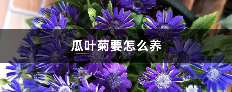 瓜叶菊要怎么养