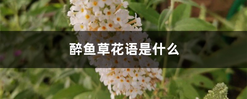 醉鱼草花语是什么