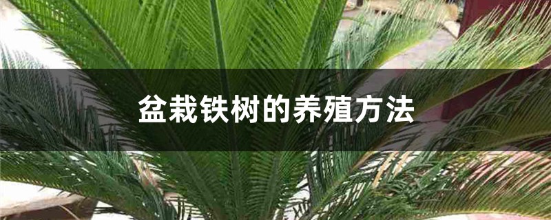 盆栽铁树的养殖方法