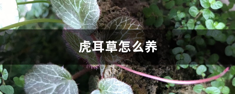 虎耳草怎么养